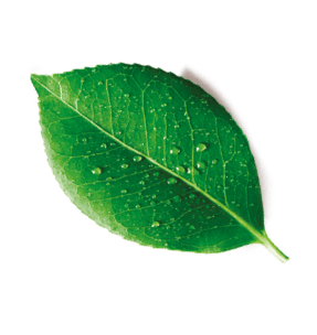 Leaf